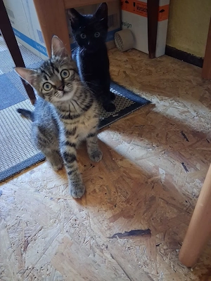 Katerchen und Kätzchen suchen ein schönes Zuhause Bild 3