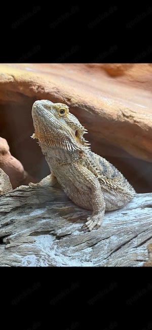 Bartagame weibchen 
