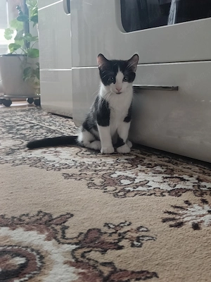 Süße schwarz-weiße Kater (3 Monate) suchen ein Zuhause