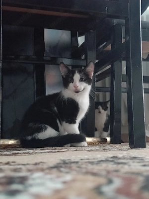 süße kitten