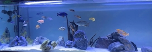 Malawi Cichliden