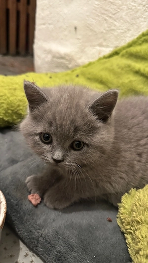 BKH Kitten 