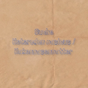 Suche Heterodon nasicus   Hakennasennatter 