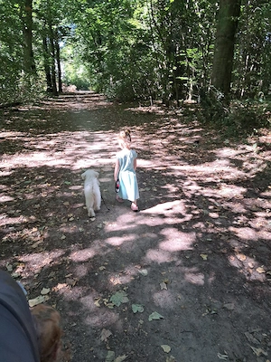 sehr süß bichon frise