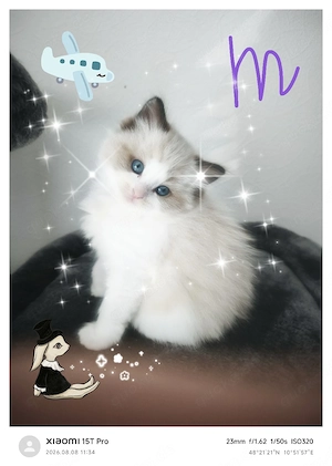 Zuckersüße Ragdoll-Kätzchen