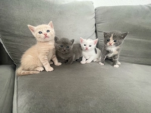 BKH Kitte suchen neues zu Hause