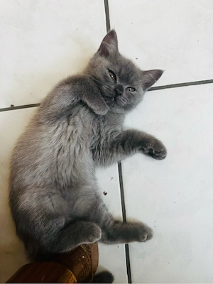 Britisch Kurzhaar Kitten   Silver & Weiß-Schwarz   