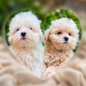Maltipoo Welpen