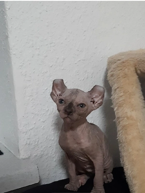 Sphynx katzenbaby 