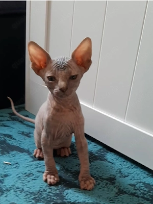 Sphynx katzenbaby 