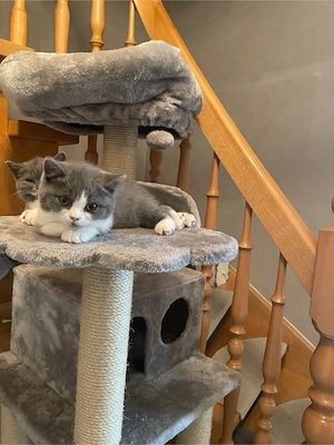 BKH Katze mit bernsteinfarbenen Augen und Stammbaum! 