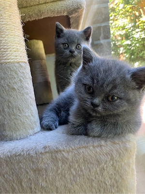 Britisch kurzer Katerchen in Blue