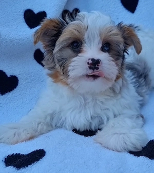 Yorkshire Terrier Bub