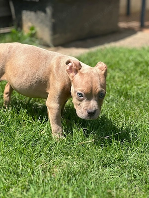 American Pocket Bully Hündin Welpe