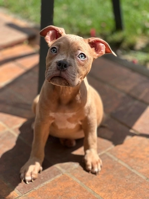 American Pocket Bully Hündin Welpe