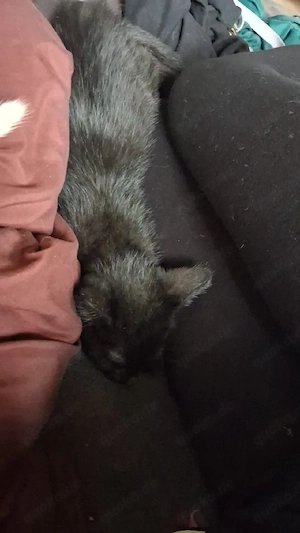 1 schwarze kitte zu verkaufen 