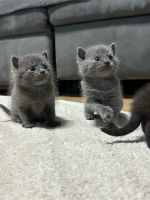 Kitten babys 