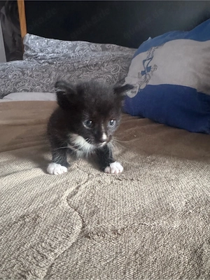 ich suche noch ein neues zuhause, ich bin ein kater