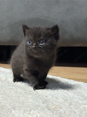Kitten babys  Bild 2