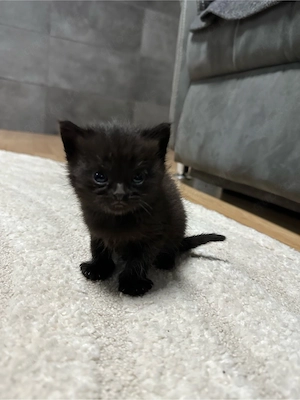 Kitten babys 
