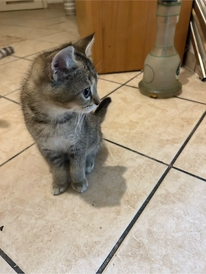 bkh kitten