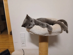 Britisch kurzhaar kater 
