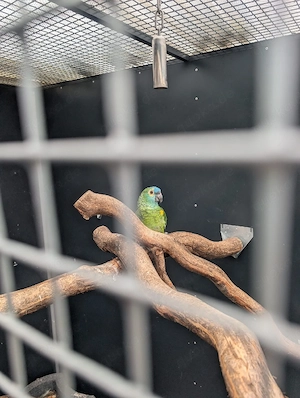Blaustirnamazonen 