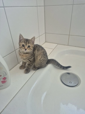 Süße Katzenmädchen
