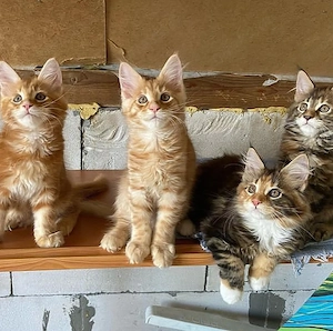 Niedliche und bezaubernde Maine-Coon-Kätzchen, männlich und weiblich, suchen ein neues Zuhause.