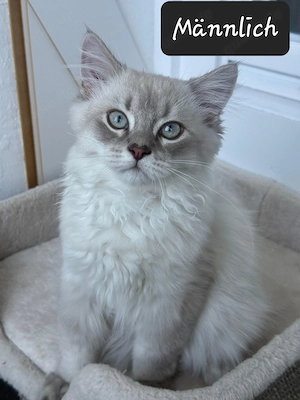 Wunderschöne Britisch Langhaar Kitten abzugeben - Abholung