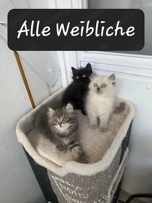 Wunderschöne Britisch Langhaar Kitten abzugeben - Abholung