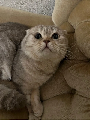 Kater sucht ein neues zuhause 
