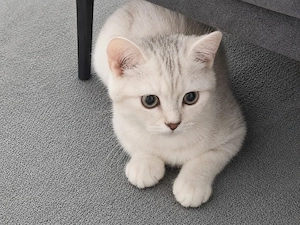 Süße BKH Kitten   verschmust & familienfreundlich ab sofort abzugeben 