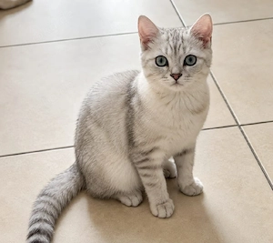 Süße BKH Kitten   verschmust & familienfreundlich ab sofort abzugeben 