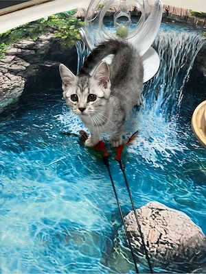 Katzen Babys BKH und BKH -Heilige Birma Mix 