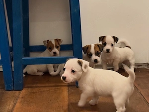 Reinrassige Jack-Russell-Welpen suchen ein neues Zuhause