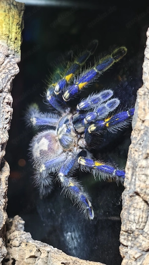 Vogelspinnen Lasiodora Harpactira Tliltocatl Grammostola Chilobrachys