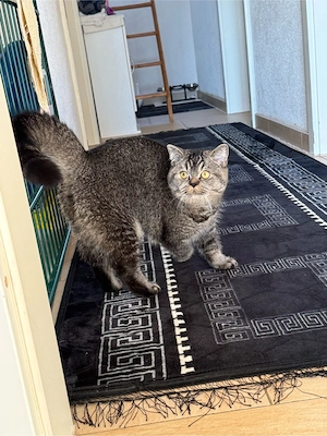 BKH Katzen