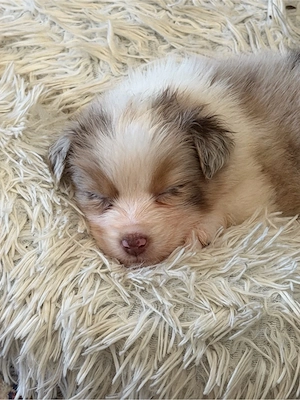 Kleine Tolle Australian Shepherd Welpen suchen bald ein tolles zu Hause 