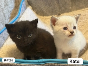 BKH Mix Kitten abzugeben Bild 3