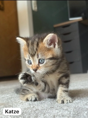 BKH Mix Kitten abzugeben Bild 5