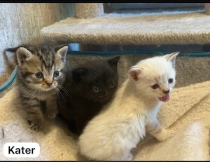 BKH Mix Kitten abzugeben