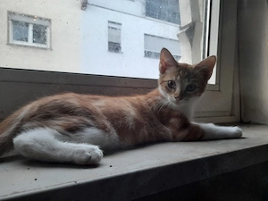 Bunter Wurf Americanshorthairkitten  Bild 4