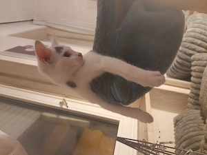 Bunter Wurf Americanshorthairkitten  Bild 7