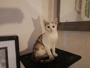 Bunter Wurf Americanshorthairkitten 