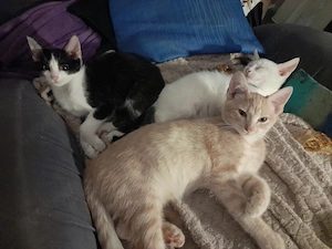 Bunter Wurf Americanshorthairkitten  Bild 3