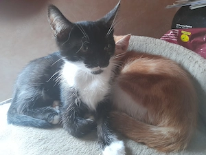 Bunter Wurf Americanshorthairkitten  Bild 8