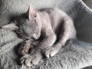 Bunter Wurf Americanshorthairkitten  Bild 6