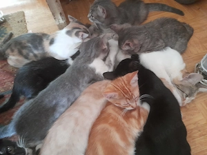 Bunter Wurf Americanshorthairkitten 