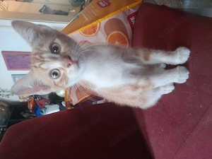 Bunter Wurf Americanshorthairkitten  Bild 10